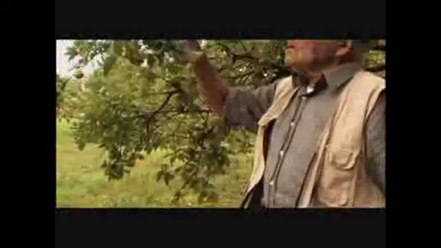 SPIstories - L'albero dei meloni