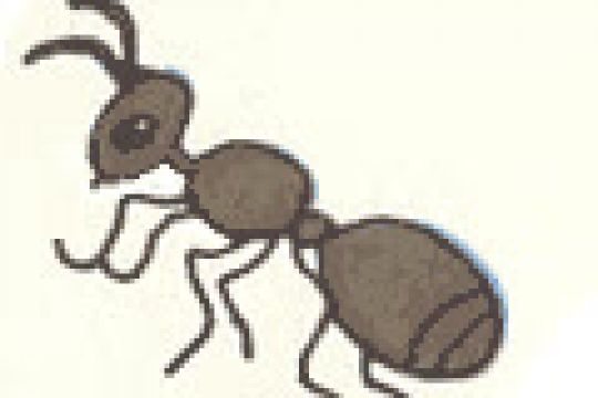 Giovani (formiche operaie) e Tfr: l'animazione in 3D
